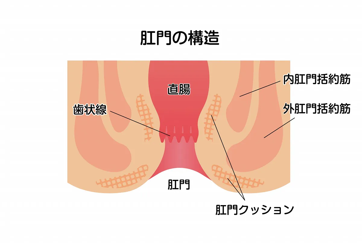 肛門周囲膿瘍とは